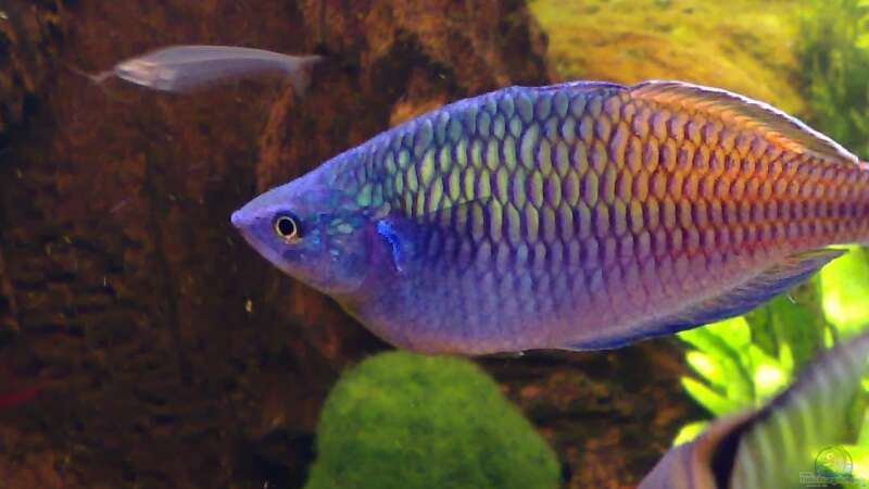 Aquarien mit Boeseman´s Regenbogenfisch (Melanotaenia boesemani)