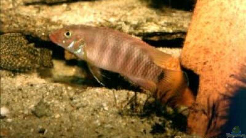 Pelvicachromis - Die Arten aus Guinea , Liberia und Sierra Leone 