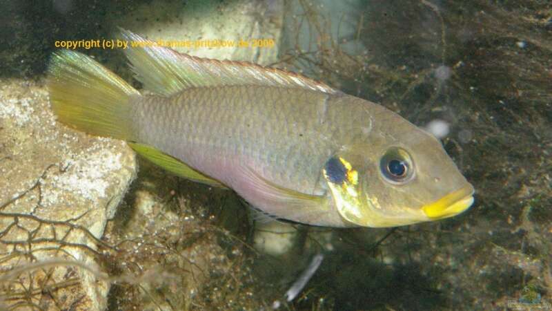 Benitochromis - ein Maulbrüter aus Westafrika