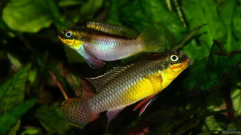 Pelvicachromis taeniatus - ein Versteckbrüter aus Westafrika