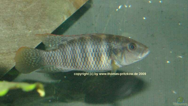 Benitochromis - ein Maulbrüter aus Westafrika