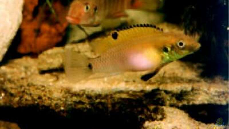 Pelvicachromis - Die Arten aus Guinea , Liberia und Sierra Leone 