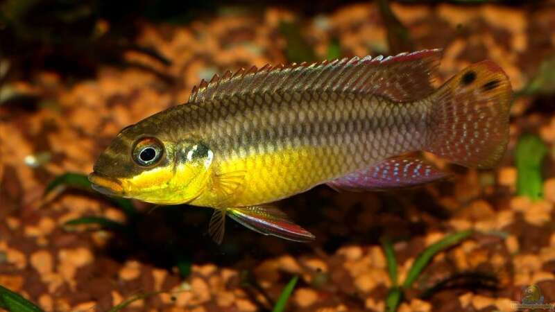 Pelvicachromis taeniatus - ein Versteckbrüter aus Westafrika