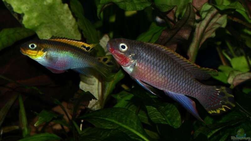 Pelvicachromis taeniatus - ein Versteckbrüter aus Westafrika