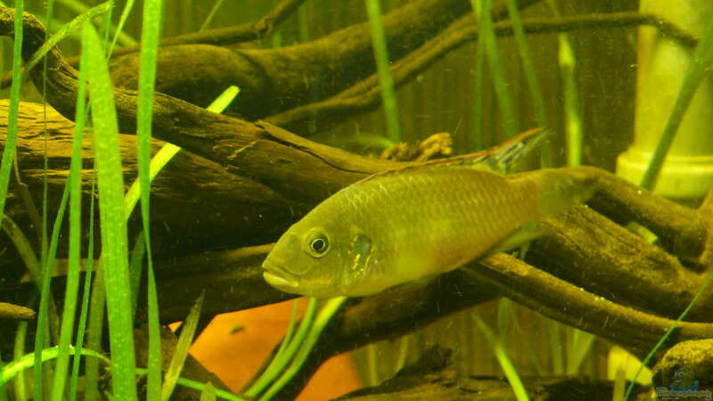 Benitochromis - ein Maulbrüter aus Westafrika