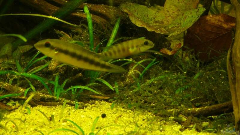 Pelvicachromis - Die Arten aus Guinea , Liberia und Sierra Leone 