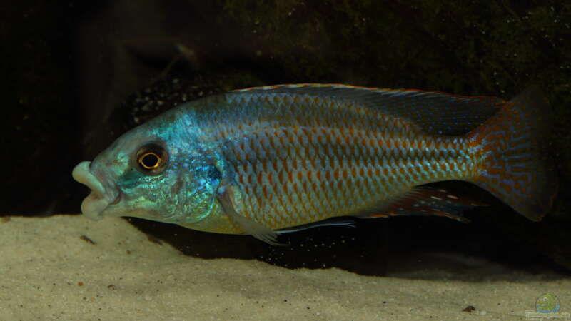 Cheilochromis euchilus WF Männchen 08.12.2013 von Klaus Lischka (51)