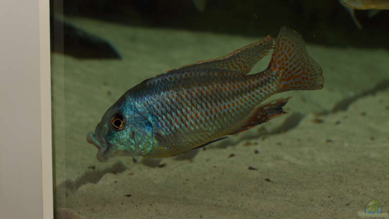 Aquarien mit Chilotilapia (Cheilochromis) euchilus