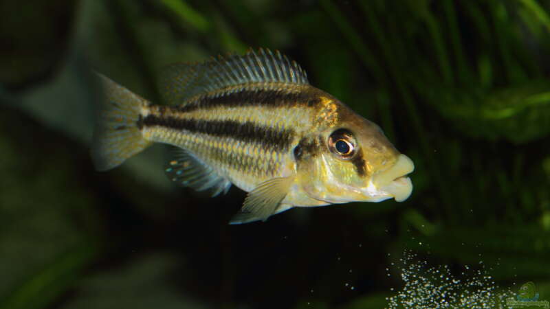 Cheilochromis euchilus WF Weibchen 06.12.2013 von Klaus Lischka (58)