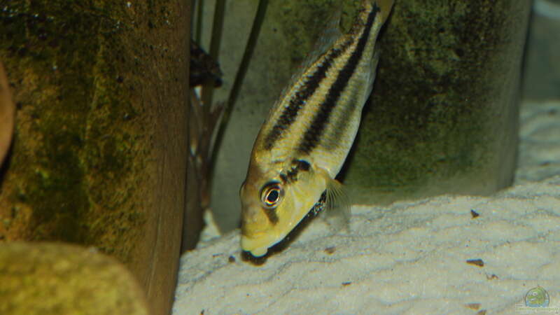 Cheilochromis euchilus WF Weibchen 06.12.2013 von Klaus Lischka (59)