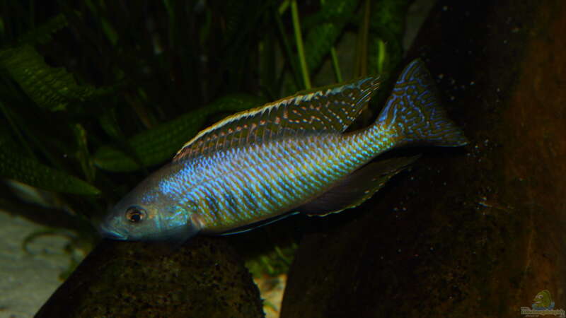 Mylochromis gracilis WFNZ 29.05.2013 von Klaus Lischka (66)