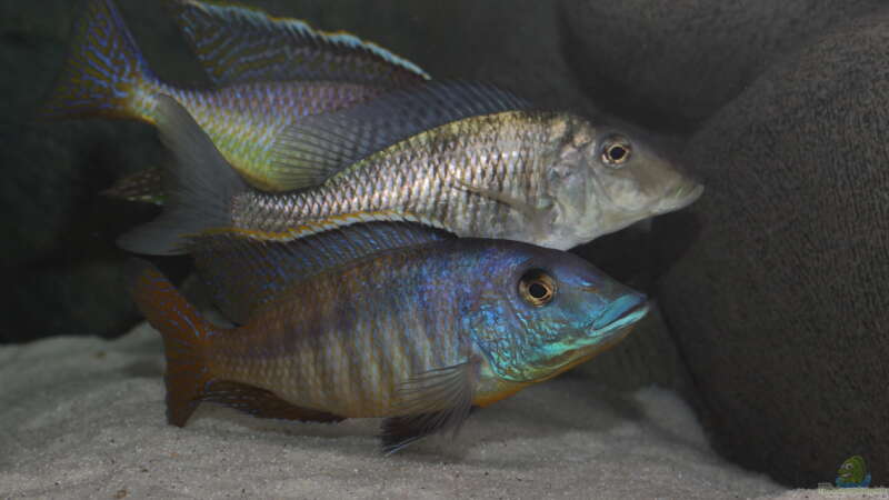 Mylochromis - Infos zur Gattung (Einrichtungsbeispiele für Mylochromis-Arten)