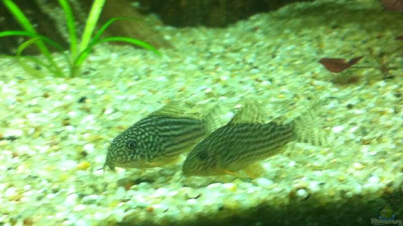 corydoras sterbai von gooral28 (12)