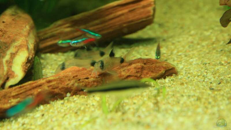 Aquarien für Corydoras panda (Panda-Panzerwels)