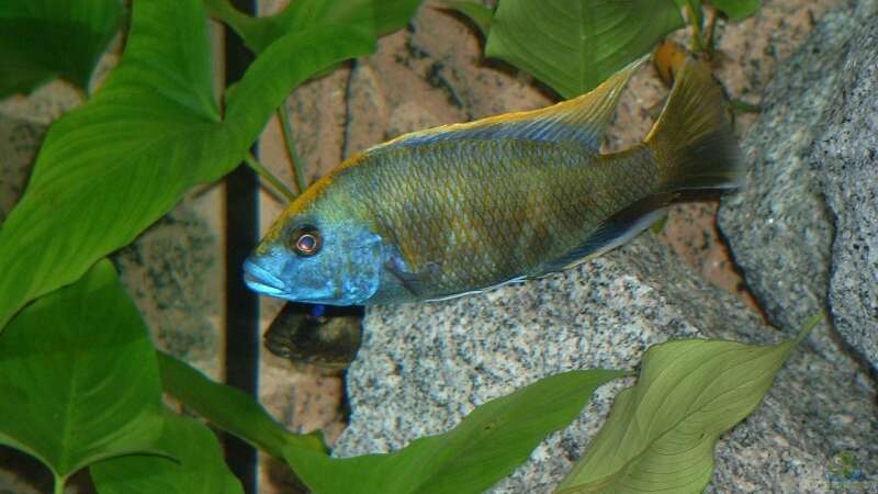 Besatz im Aquarium Becken 6731 von Sascha Bolz (6)