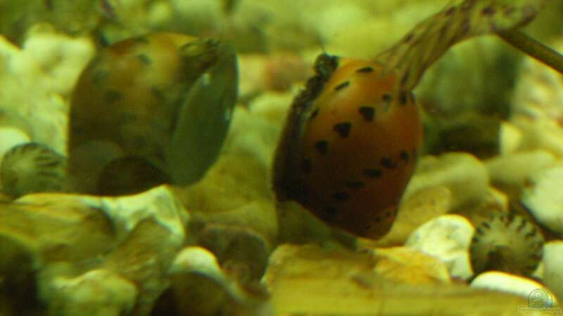 Einrichtungsbeispiele für Aquarien mit Zebra Rennschnecken (Neritina natalensis)