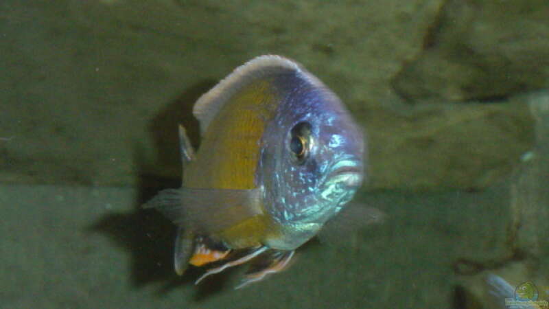 Copadichromis borleyi Nkanda von Limited (13)