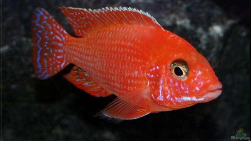 Aulonocara Firefish im Aquarium (Einrichtungsbeispiele mit Fire Fisch)