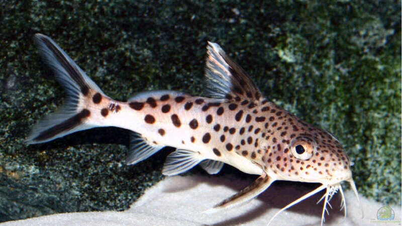 Synodontis multipunctatus von Pütti (21)