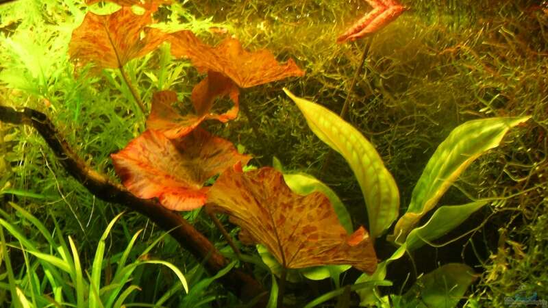 Pflanzen im Aquarium Becken 6963 von Stinnes (8)