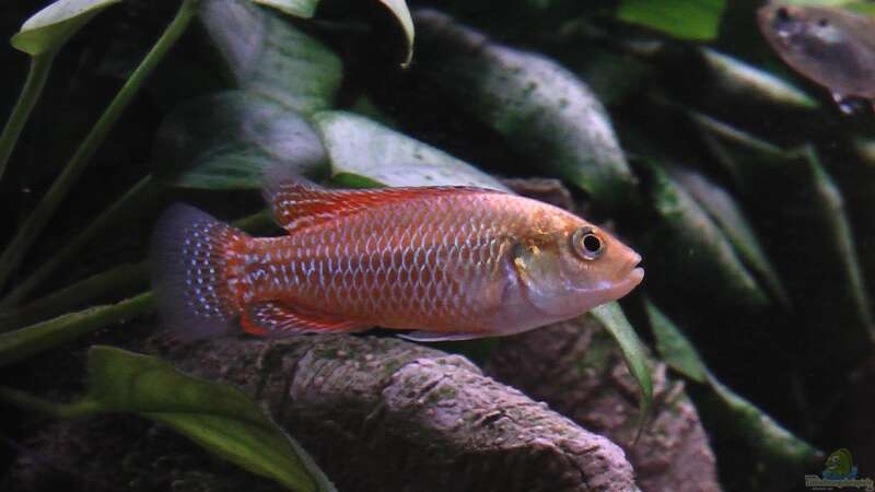 Maulbrüter im Aquarium halten (Einrichtungsbeispiele für Maulbrüter)