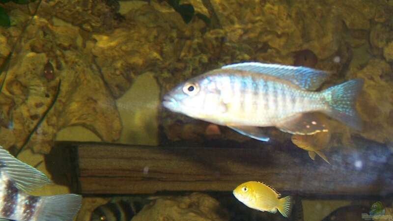 Sciaenochromis fryeri von Dirk Abelshausen (32)