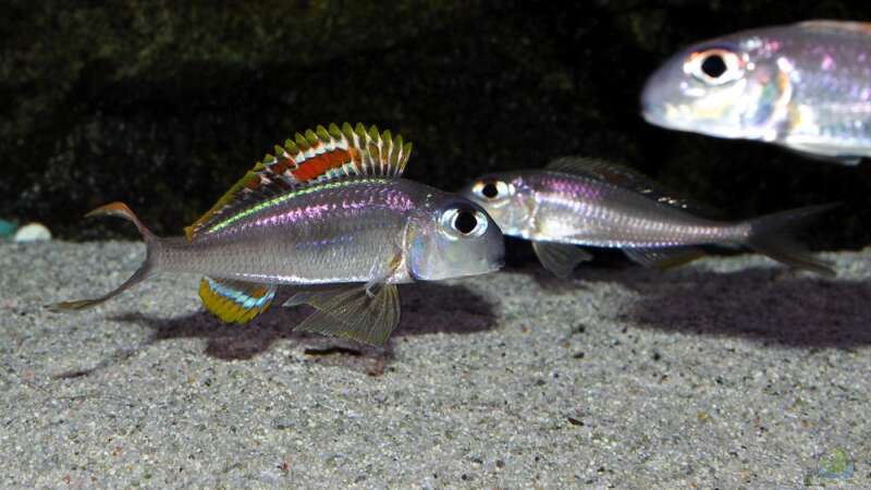 Xenotilapia nigrolabiata im Aquarium (Einrichtungsbeispiele für Xenotilapia red princess)