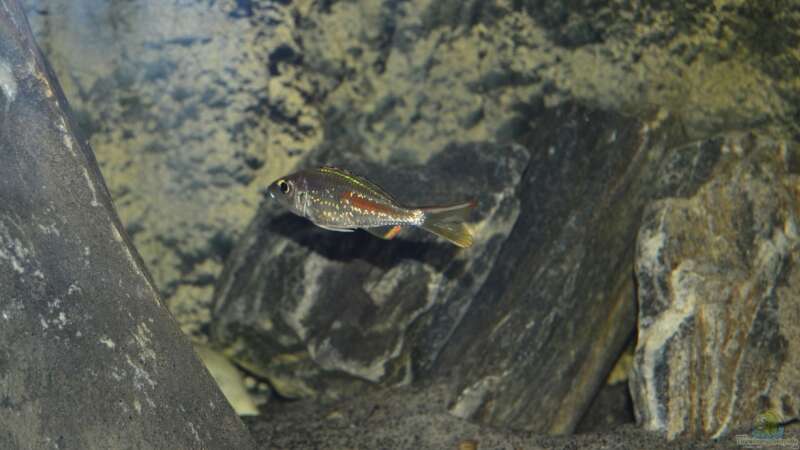 Callochromis stappersii ´Ikola´ Männchen von falleb (23)