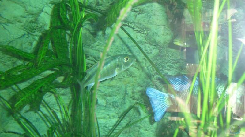 Buccochromis Lepturus...Die Rostraten Familie von Toelz (26)