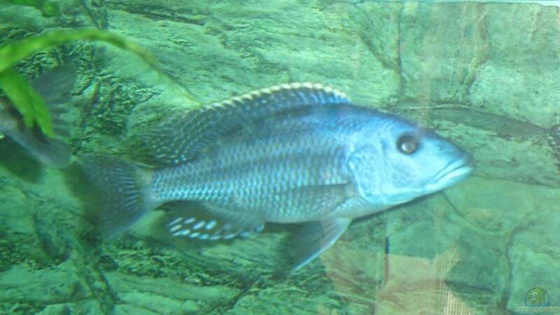 Tyrannochromis Macrostoma Bock von Toelz (18)