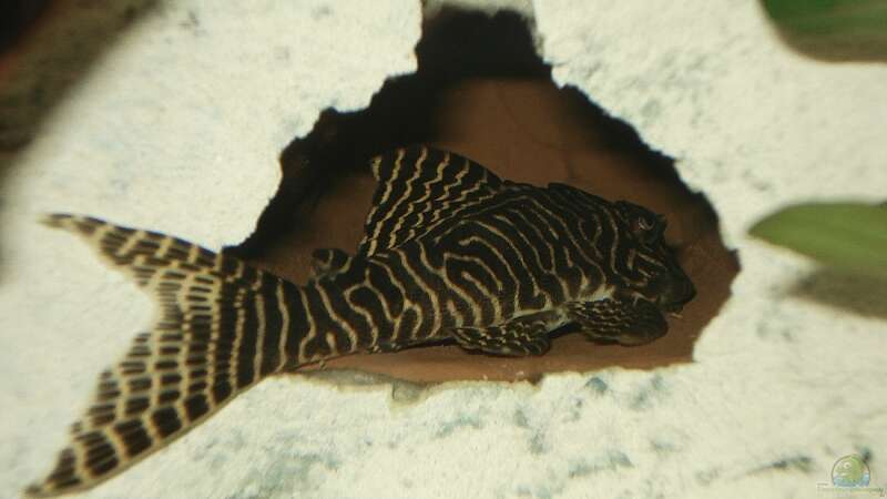 Aquarien mit Hypancistrus sp. "L 66" (Einrichtungsbeispiele für Königstiger-Harnischwels)