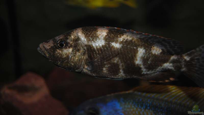 ><(((°> Nimbochromis Living Stoni von Manni (20)