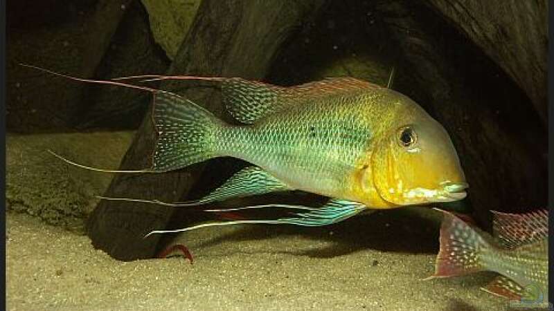 Geophagus altifrons Xingu von ajot (17)