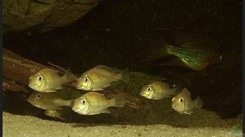 Aquarien mit Geophagus megasema