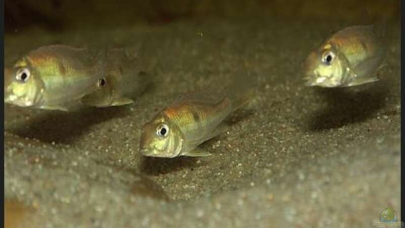 Aquarien mit Geophagus megasema