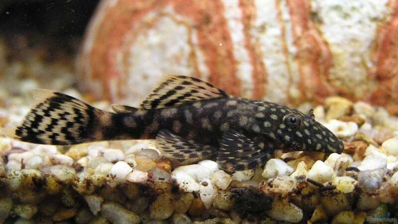 Aquarien mit Ancistrus dolichopterus (blauer Antennenwels)