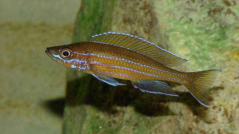 Aquarien mit Paracyprichromis nigripinnis (Neon-Kärpflingscichlide)