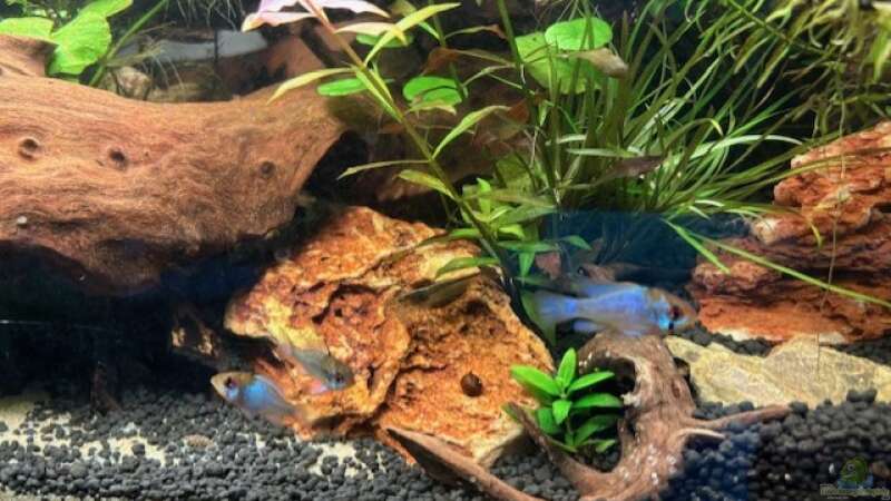 Aquarium Gesellschaftsbecken von Skorpion fan (14)