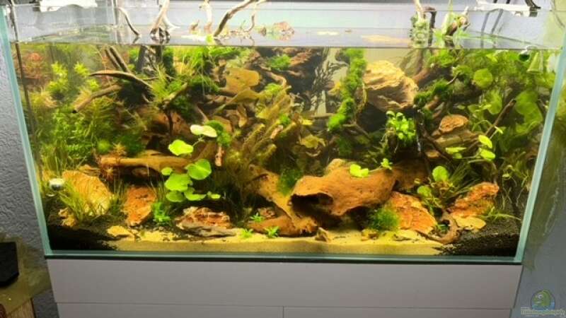 Aquarium Gesellschaftsbecken von Skorpion fan (8)