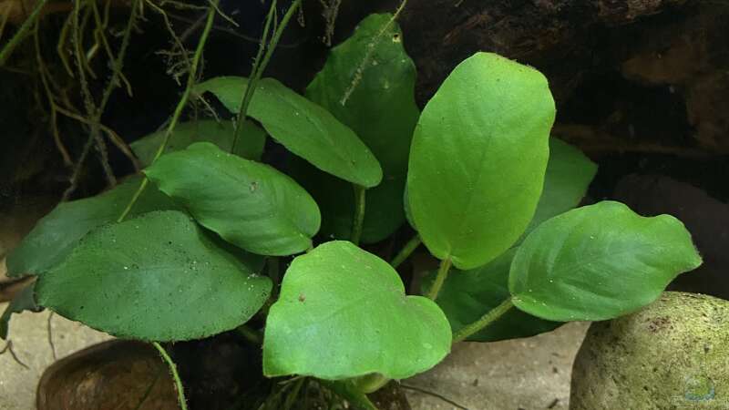 Anubias barteri von Snowman (10)