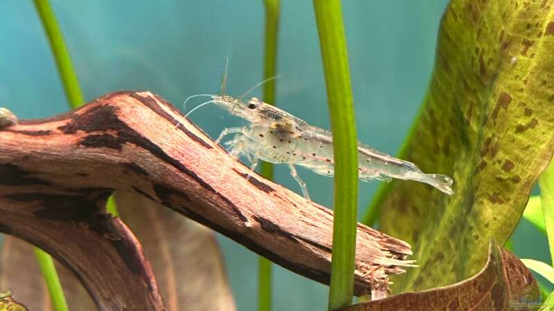 Besatz im Aquarium Juwel Rio 125 von Laura (22)