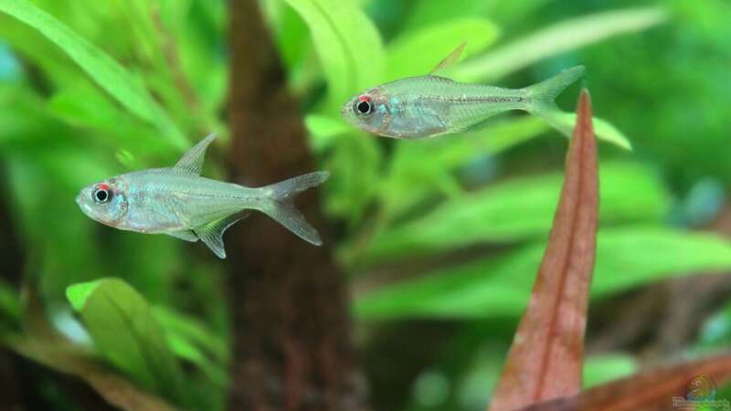 Besatz im Aquarium Juwel Rio 125 von Laura (28)