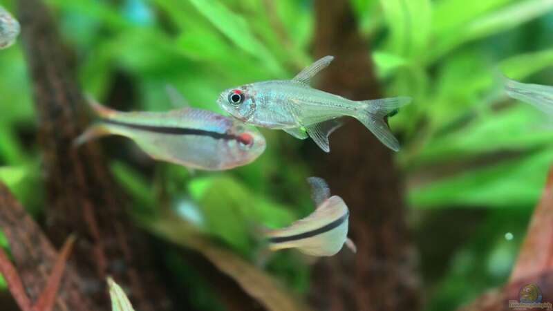 Besatz im Aquarium Juwel Rio 125 von Laura (29)