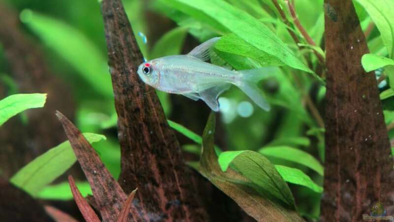 Besatz im Aquarium Juwel Rio 125 von Laura (31)