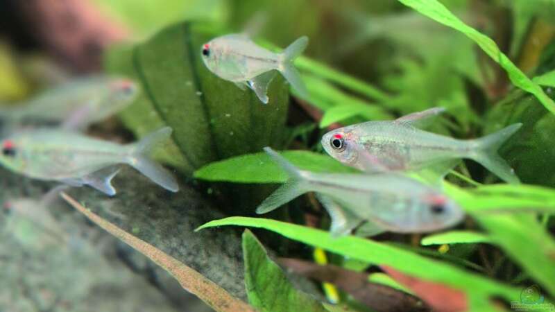 Besatz im Aquarium Juwel Rio 125 von Laura (36)