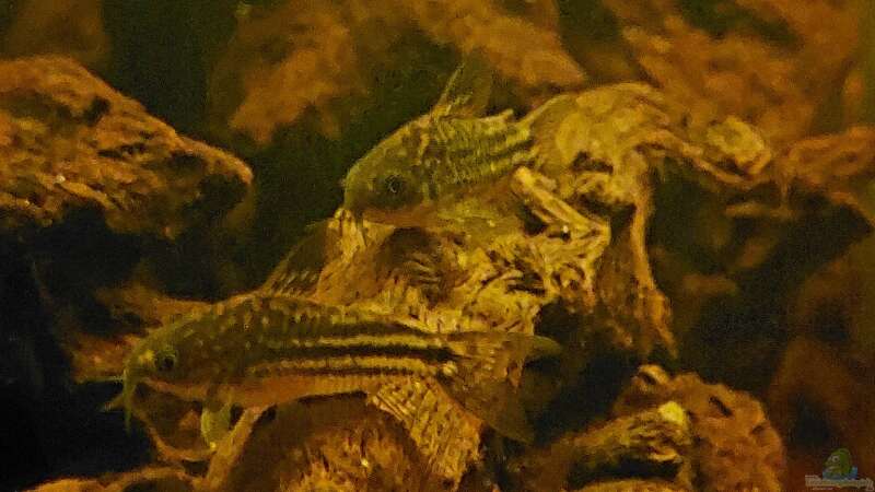 Corydoras napoensis  von NiRo (19)