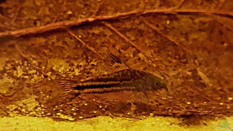 Corydoras napoensis auf halbzersetzten Seemandelbaumblatt von NiRo (17)