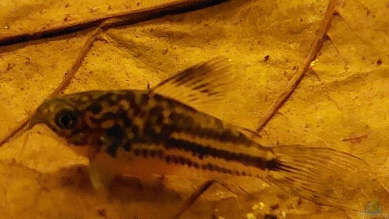 Corydoras napoensis im Aquarium halten (Einrichtungsbeispiele mit C. napoensis)