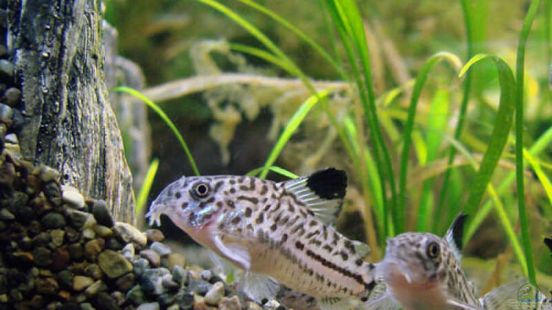 Leopardpanzerwels (Corydoras triline) von Dirk (12)