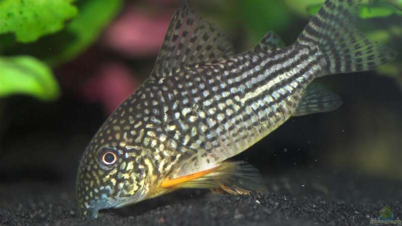 Corydoras sterbai von Olaf D. (27)